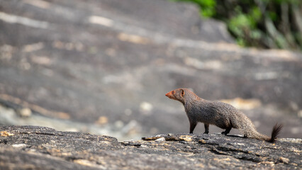 Ruddy Mongoose stands alert on a rocky surface, looking into the distance at Yala National Park.