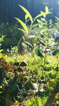 Small brown mushrooms emerge from vibrant green moss in a sunlit forest setting. The scene captures the tranquil essence of nature's quiet growth amidst lush greenery and natural light