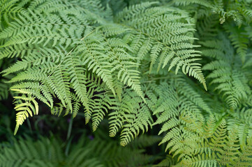 Lush Green Fern Leaves Thriving in Their Natural Habitat, Displaying Botanical Beauty