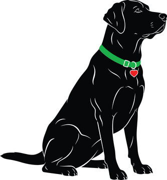 Black Labrador Retriever sitting, green collar, red heart tag, isolated white background, pet dog portrait, canine stock image, animal clipart