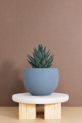 The house plant is a succulent haworthia in a designer modern grey pot on a wooden stand on a brown background. Indoor plants in a modern interior.