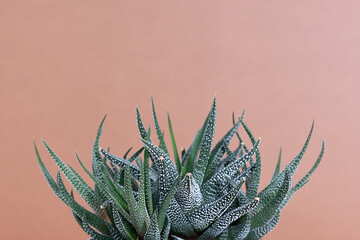 Home plant succulent haworthia on the background of a brown wall. The concept of minimalism.