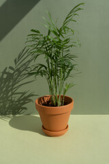 Home plant hamedorea or Areca palm in a clay brown pot on a green background. Houseplants in a modern interior. The concept of minimalism.