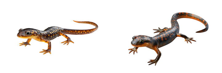 Obraz premium Set of colorful salamanders in different poses, isolated on a transparent background.
