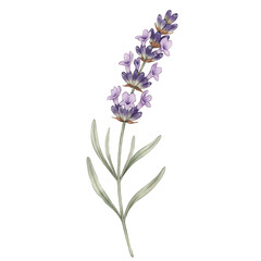 Obraz premium Delicate watercolor lavender sprig.