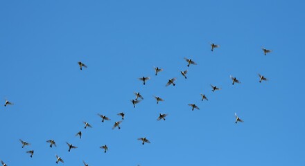 Obraz premium A flock of birds soars against a clear blue sky