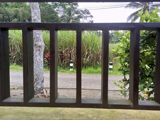 A View of Tall Grass through Fence