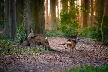 zwei Rehböcke im Laubwald