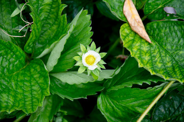 Single Strawberry flower in a sea of green leaves