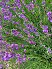 Obraz premium beautiful lavender flowers in the garden