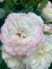 beautiful pink and white roses in the garden
