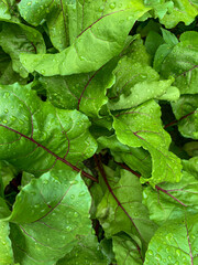 fresh green leaves of young beetroot, background, healthy eating