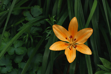 Fototapeta premium Orange lily flower in the garden. Nature background.