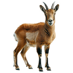 Fototapeta premium Full shot of a light brown goat with horns. Solid dark background. Animal appears alert and standing. Details visible on coat