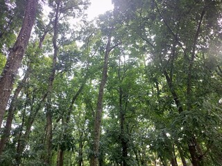 Looking Up into Lush Green Tree Canopy Forest
