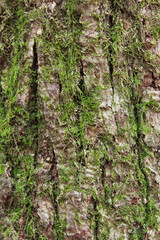 Texture oak bark light brown green moss natural pattern background design material