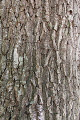 Texture oak bark gray-brown color natural pattern background design material
