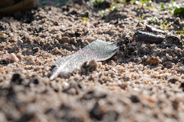 Wood pigeon feather on the sand in the early morning, still with the morning dew on it, as the first rays of the sun begin to warm it gently.