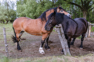 Fototapeta premium Horses in enclosure in rural area of Mazowsze region, Poland
