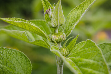 Close up on Jerusalem sage also called lampwick plant - Phlomis viscosa