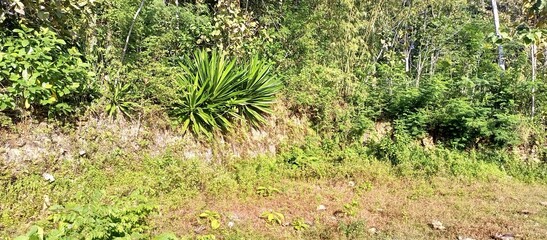 Sunlit Tropical Jungle on a Hillside