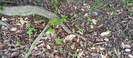 Top Down View of Forest Ground with Roots Leaves