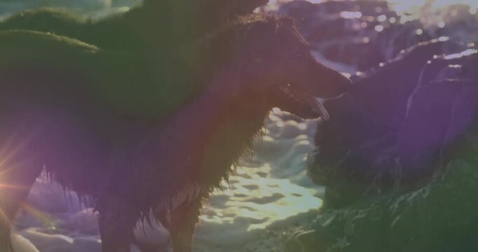 Hearing sound, two wet dogs edging into surf, sniffing rock, shifting gaze toward unseen stimulus