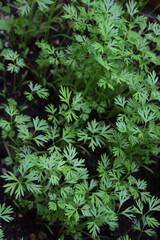 Close-up of young carrot plants growing in the vegetable garden on late springtime