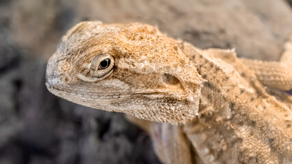Portrait of a Rankin's dragon on a stone in a terrarium. Pogona henrylawsoni, Loiret 45, région Centre Val de Loire, France, European Union, Europe