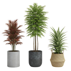 Three potted houseplants for interior decor isolated on transparent background