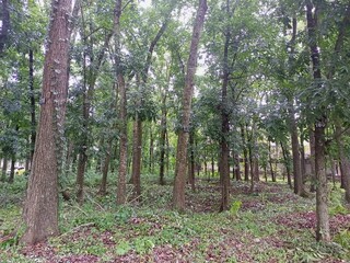 View of Lush Tropical Forest with Tall Trees