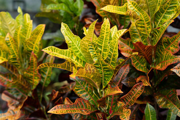 Close up of Codiaeum variegatum or Garden Croton plant © cn0ra