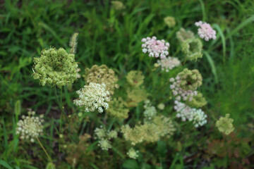 Fennel plant with beautiful pink and white flowers on summer season in the meadow. Umbellifers family