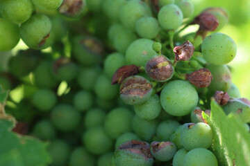 Close-up of Pinot Gris grapes on branches  damaged by hailstorm in the vineyard on summer