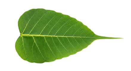 Isolated Heart-Shaped Green Leaf