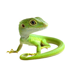 Obraz premium Vibrant Green Lizard with Curled Tail on White Background