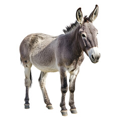 Fototapeta premium Graceful Grey Donkey Standing Alone on White Background
