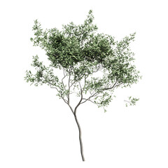 Obraz premium Vibrant Isolated Lush Green Tree on White Background for Design Projects