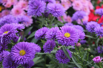 Fototapeta premium 국화