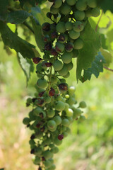 Pinot Gris grapes on branches  damaged by hailstorm in the vineyard on summer