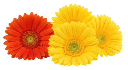 Fotobehang Gerbera Isolated Gerbera Flowers  © Stefan