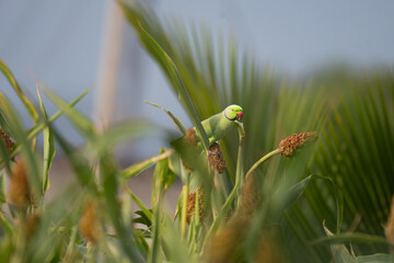 A Vibrant Green parakeet perched on a millet plant, feeding on seeds in natural daylight. Colorful exotic bird amidst lush green leaves with soft blurred background.