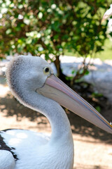 A close-up profile of a pelican, highlighting its long pinkish beak and detailed feathers. The bird is captured in soft sunlight, with a blurred, green background providing contrast.