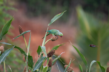 A Vibrant Green parakeet perched on a millet plant, feeding on seeds in natural daylight. Colorful exotic bird amidst lush green leaves with soft blurred background.