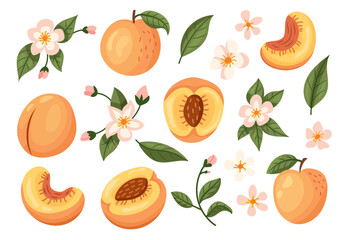 A Collection Featuring Peach Fruit and Blossom Represented in Vibrant Illustrations