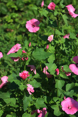 Royal Mallow “Silver cup” plants with many beautiful pink flowers. Lavatera trimestris on a sunny day