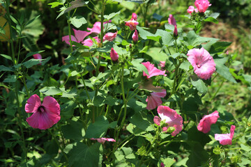 Royal Mallow “Silver cup” plants with many beautiful pink flowers. Lavatera trimestris on a sunny day