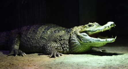 alligator in the everglades