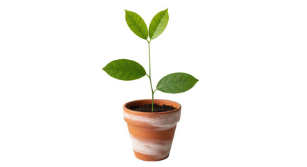 Isolated Small Plant in Pot