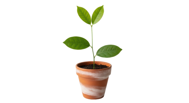 Isolated Small Plant in Pot